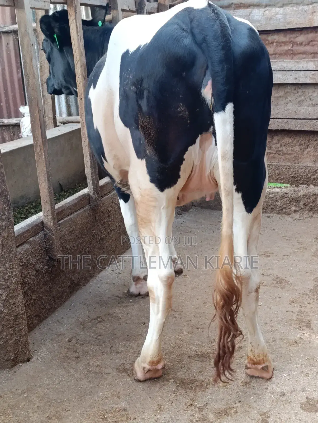 Top Friesian Incalf Heifer