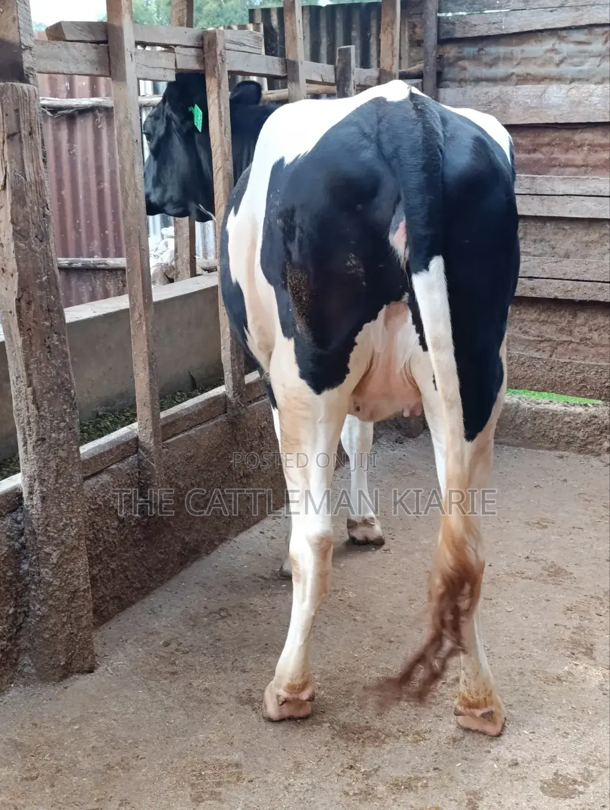 Top Friesian Incalf Heifer