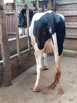 Top Friesian Incalf Heifer