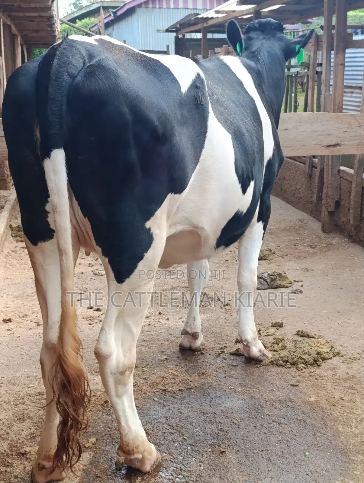 Top Friesian Incalf Heifer
