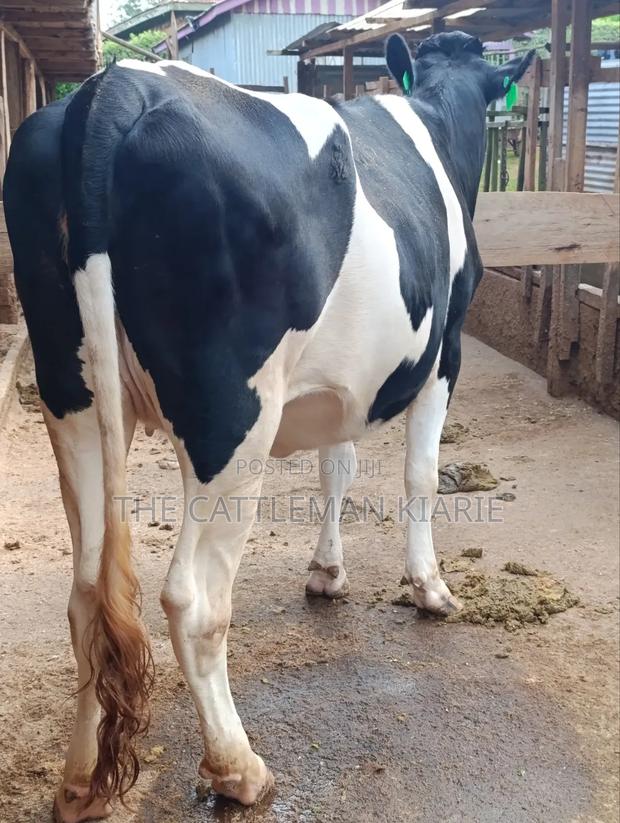 Top Friesian Incalf Heifer - thumbnail 6