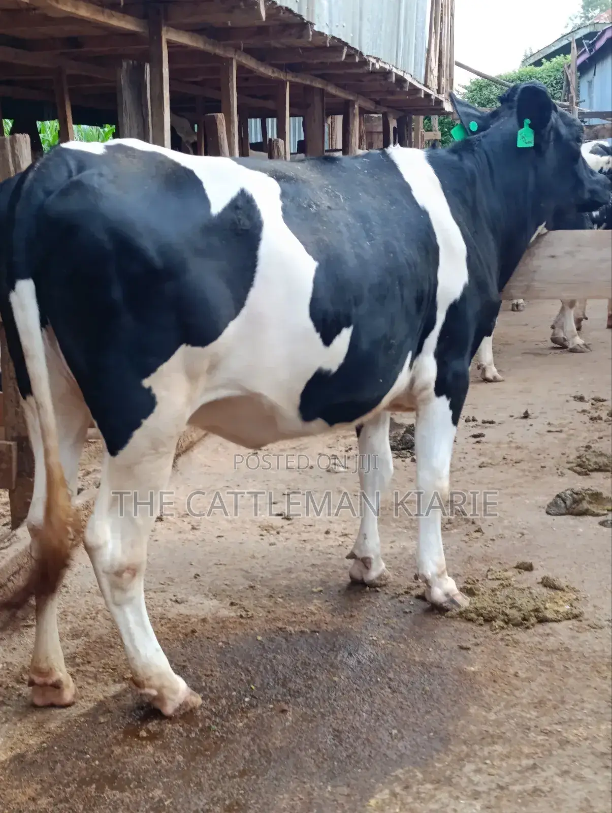 Top Friesian Incalf Heifer