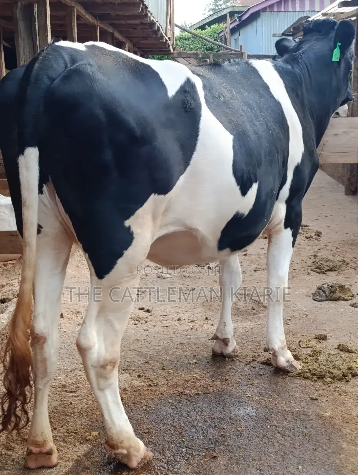 Top Friesian Incalf Heifer
