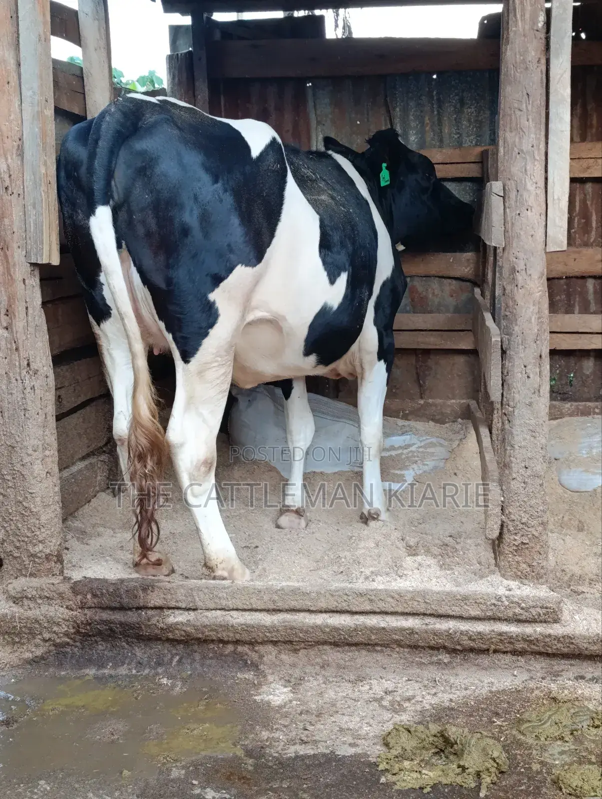 Top Friesian Incalf Heifer
