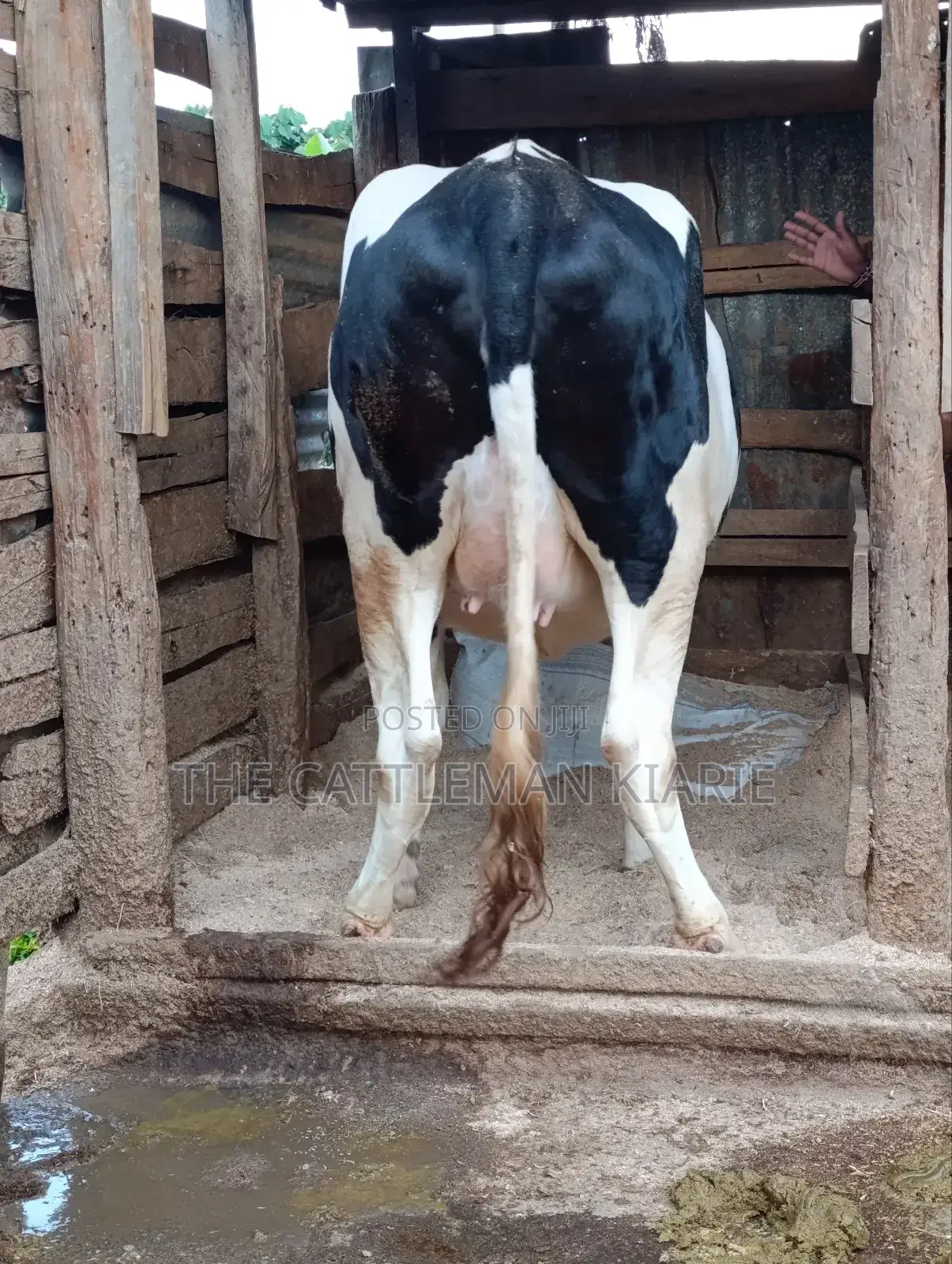 Top Friesian Incalf Heifer