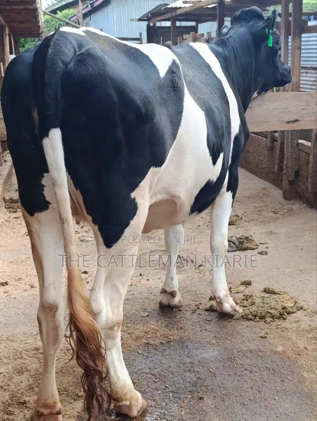 Top Friesian Incalf Heifer