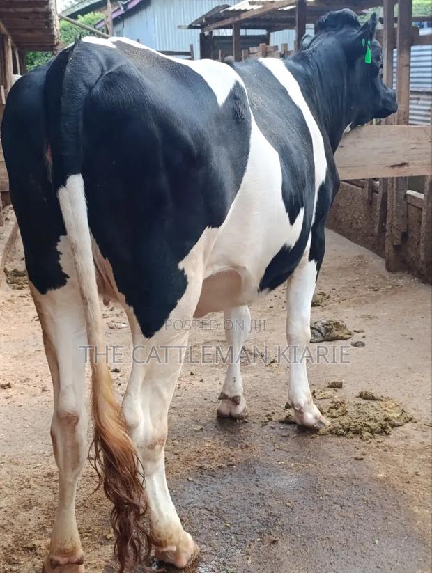 Top Friesian Incalf Heifer - thumbnail 11