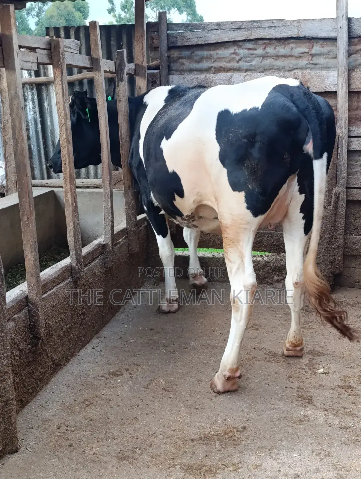 Top Friesian Incalf Heifer