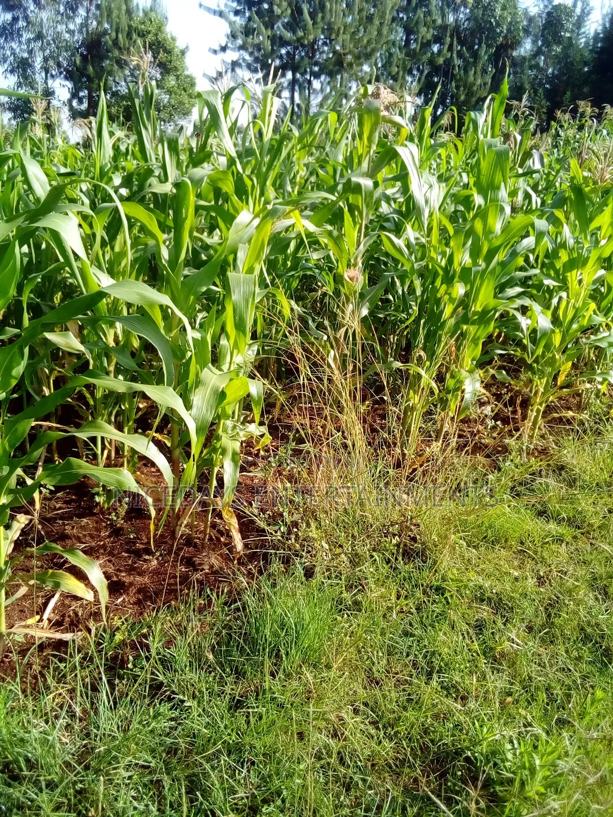 Six Acres for Sale in Nyandarua Ndaragwa1.1m Per Acre Good for Farming