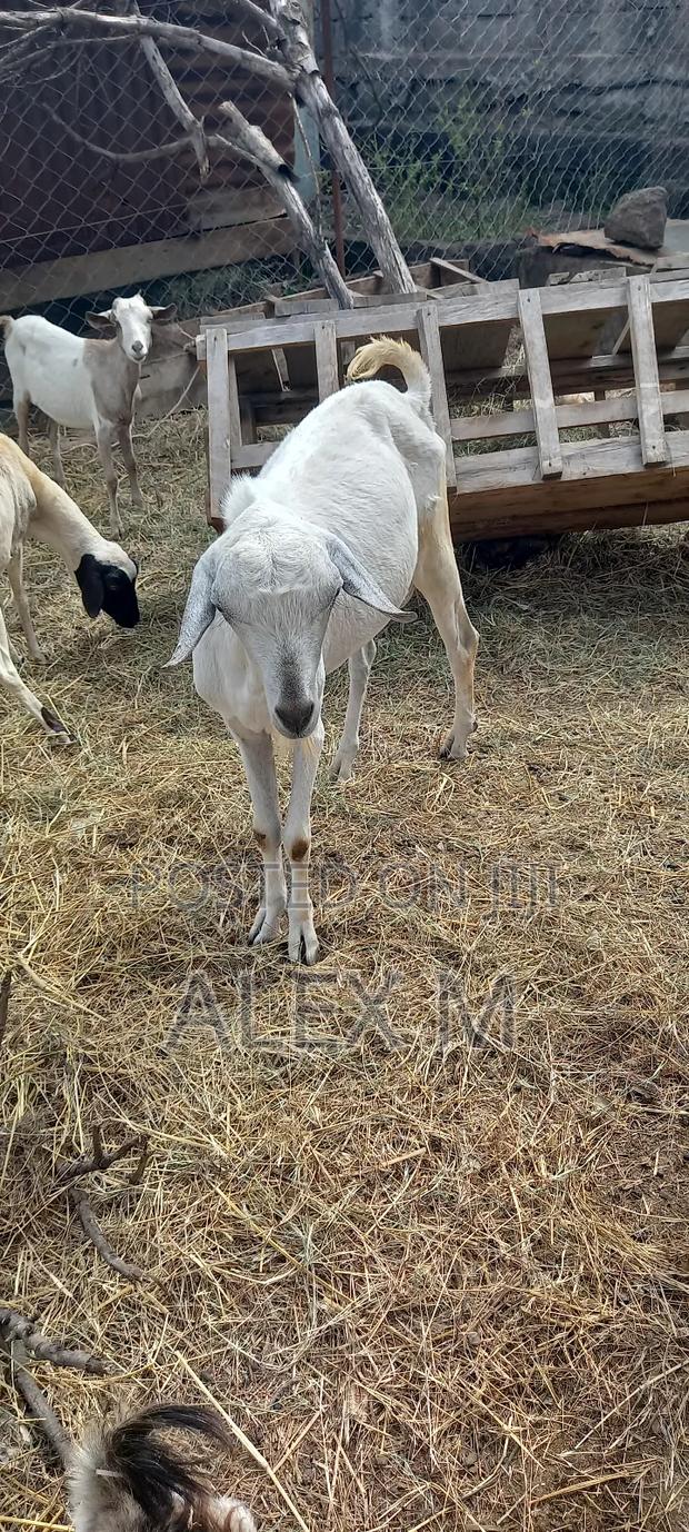 Goats for Sale. - main view