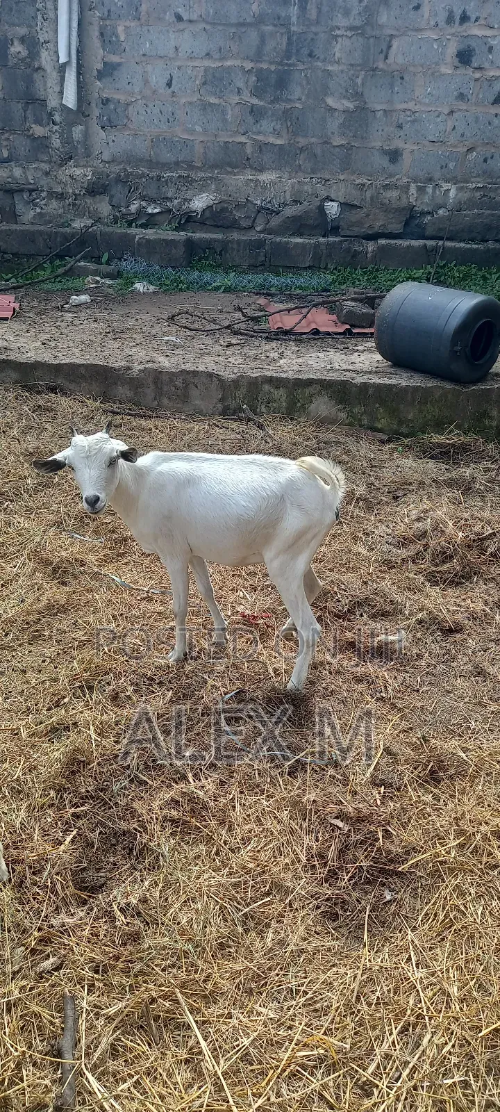 Goats for Sale.