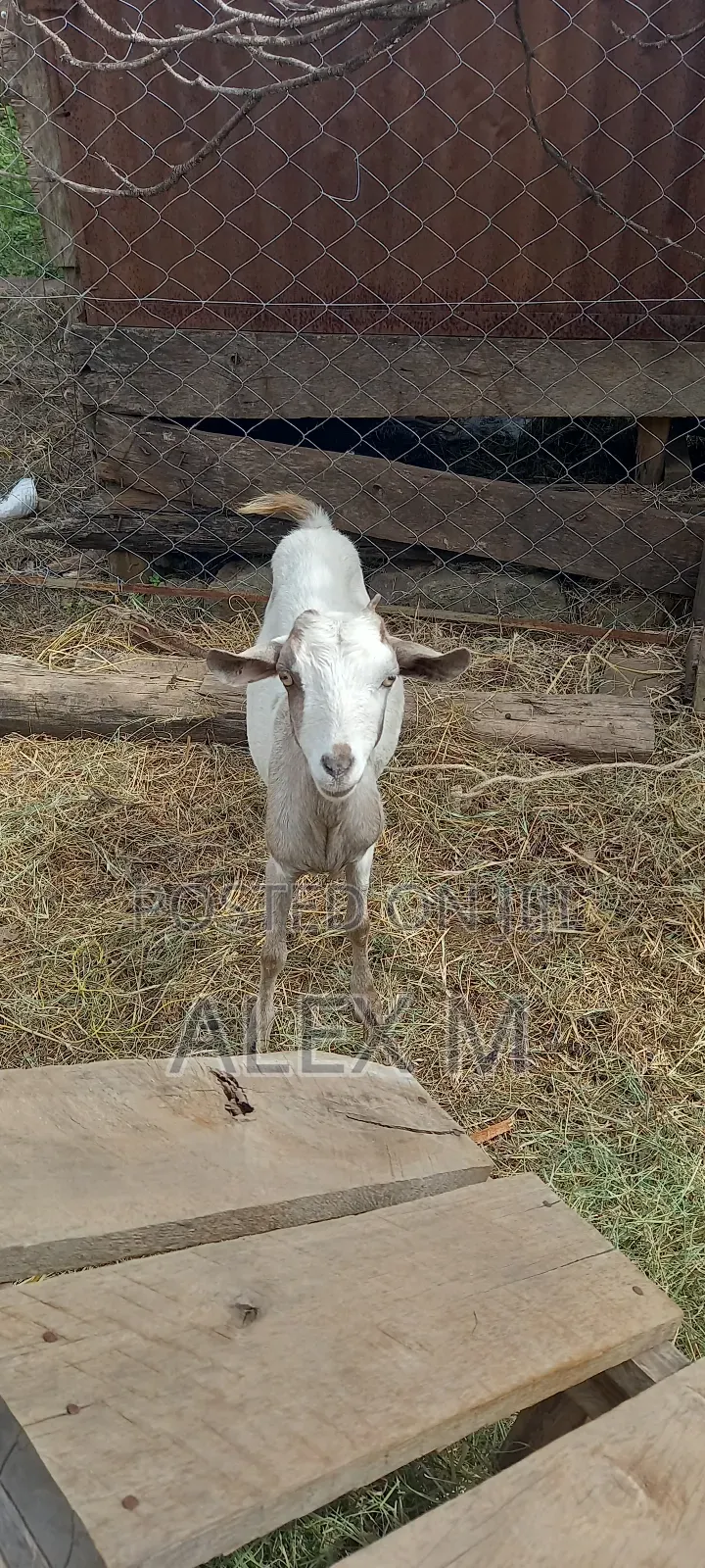 Goats for Sale.