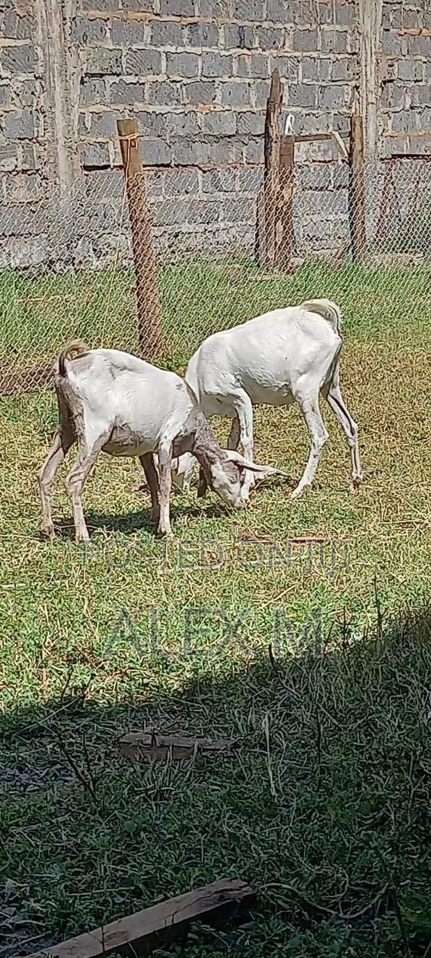 Goats for Sale. - thumbnail 5