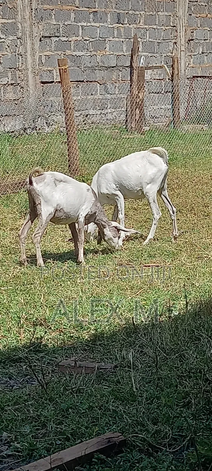 Goats for Sale.