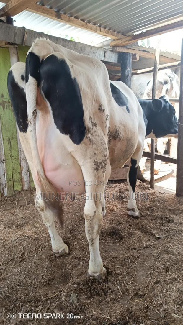 Dairy Cows Available - main view