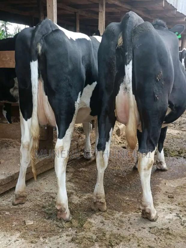 Heifers Incalf - main view