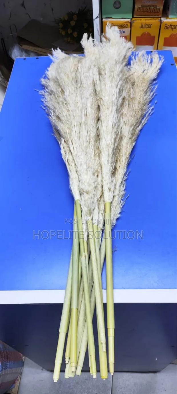 Big Fluffy Pampers Grass