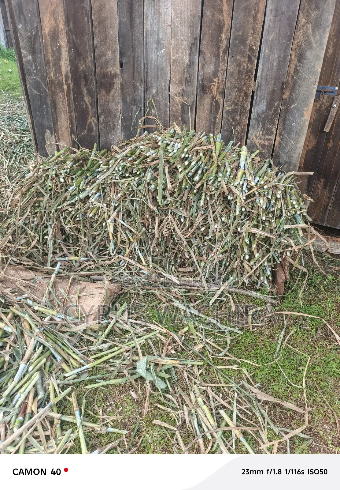 Super Napier Cuttings /Pakchong