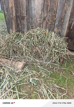 Super Napier Cuttings /Pakchong - thumbnail 2