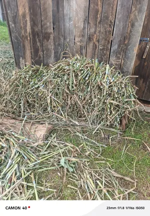 Super Napier Cuttings /Pakchong