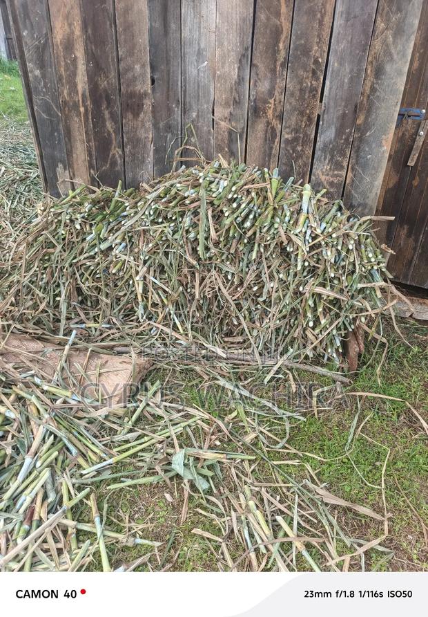 Super Napier Cuttings /Pakchong