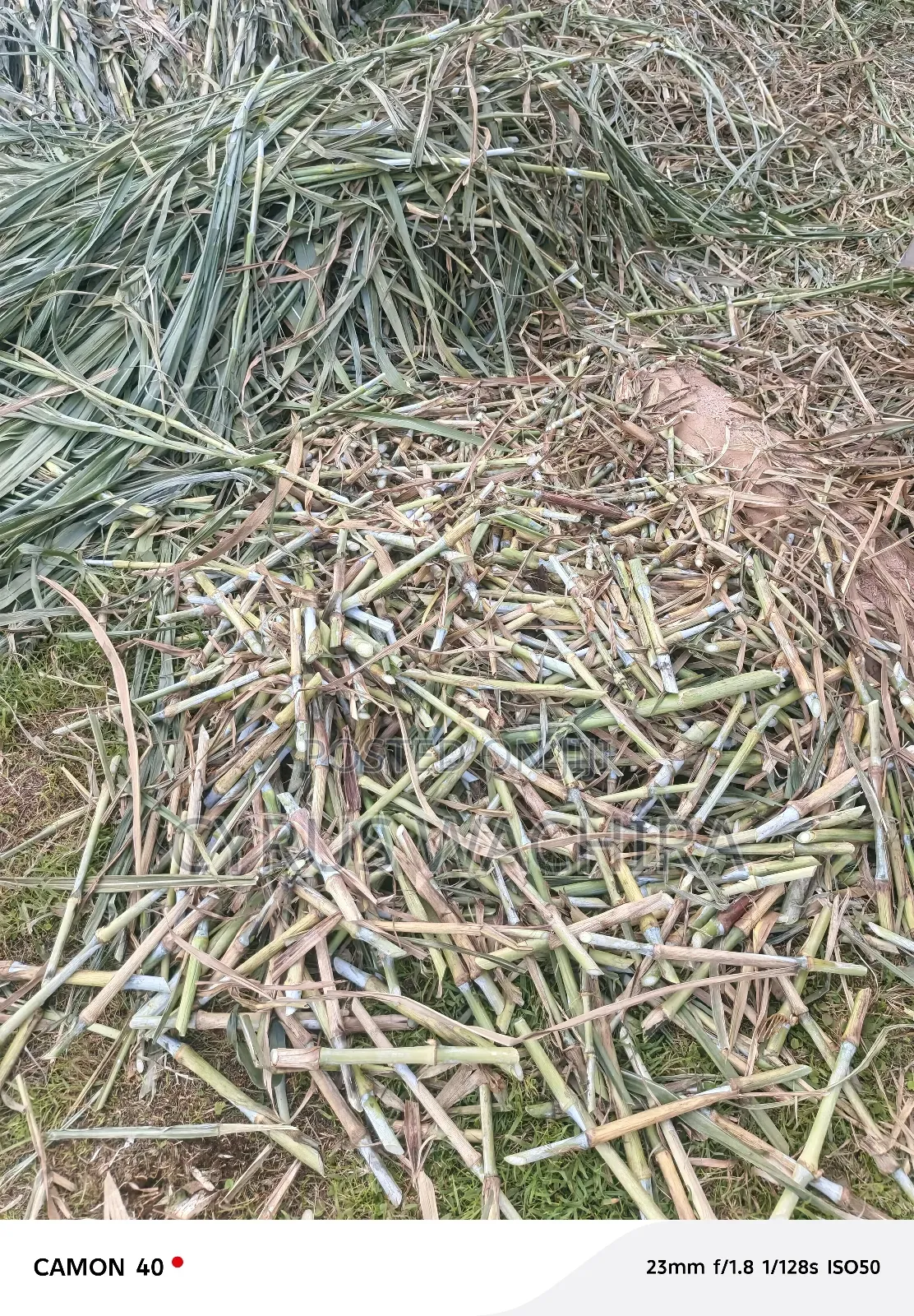 Super Napier Cuttings /Pakchong