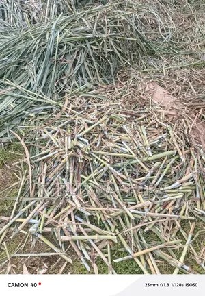 Super Napier Cuttings /Pakchong