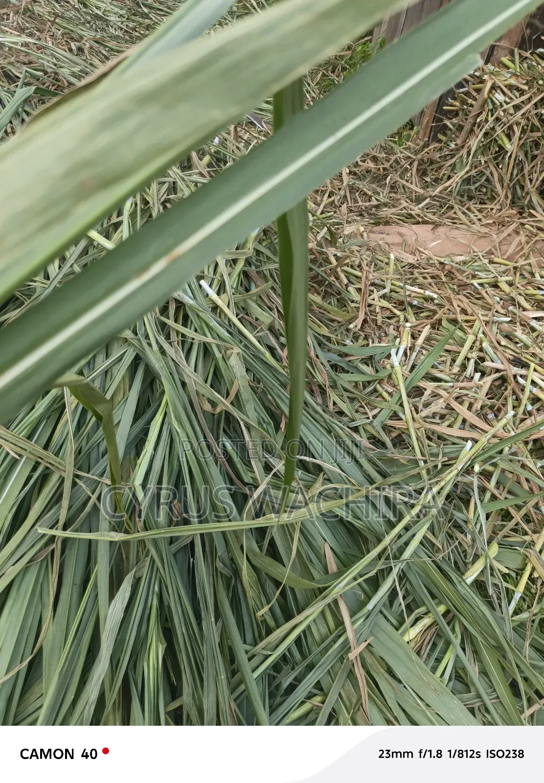 Super Napier Cuttings /Pakchong