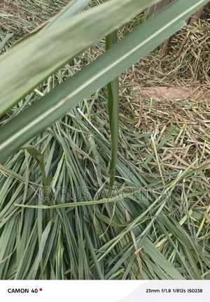 Super Napier Cuttings /Pakchong