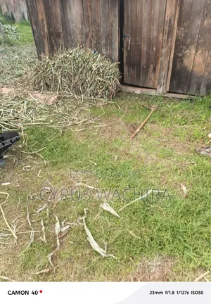 Super Napier Cuttings /Pakchong