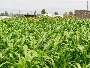 Plot for Sale in Destiny Mzee Wanyama
