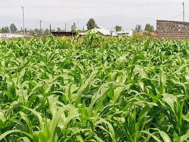 Plot for Sale in Destiny Mzee Wanyama