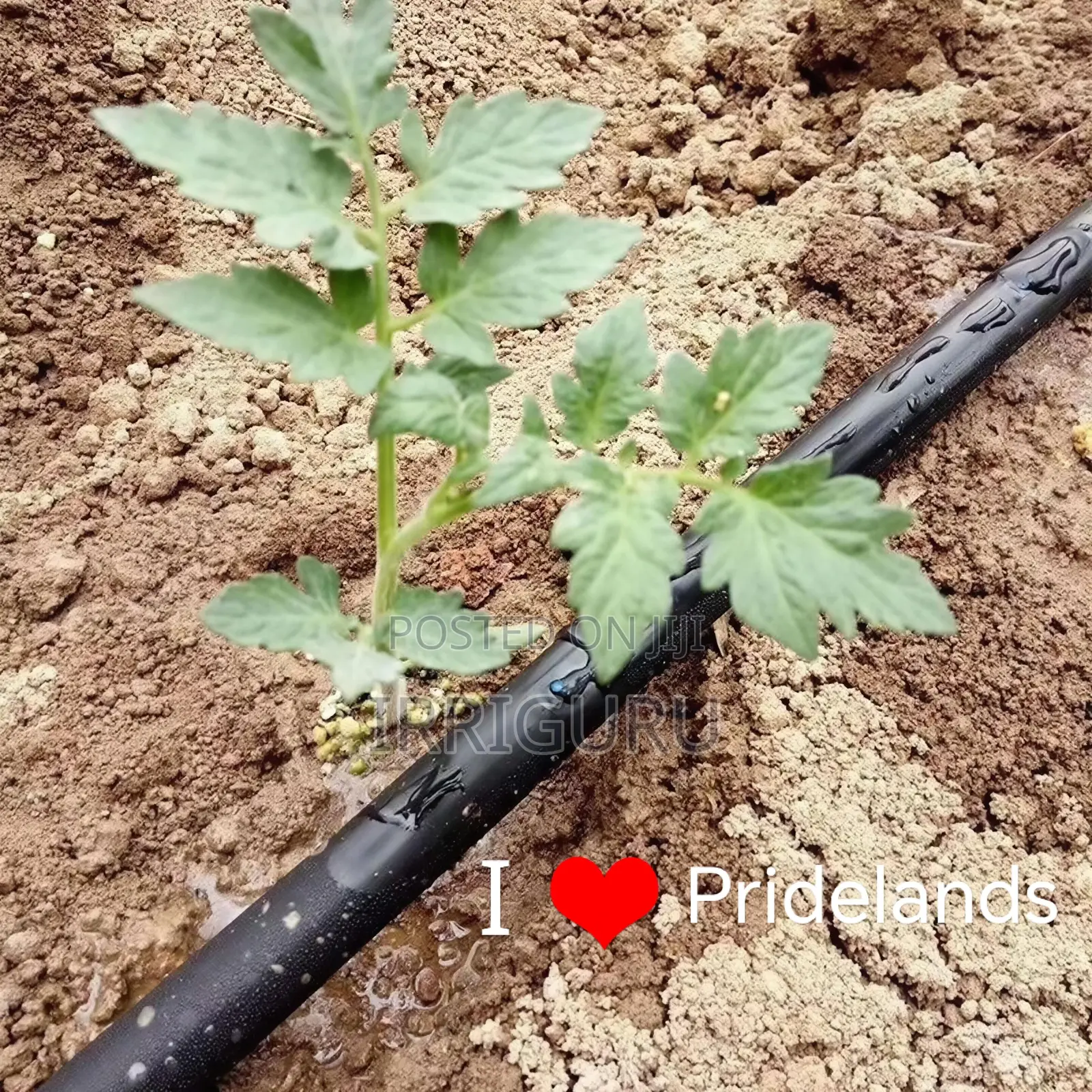 Drip Lines for Irrigation