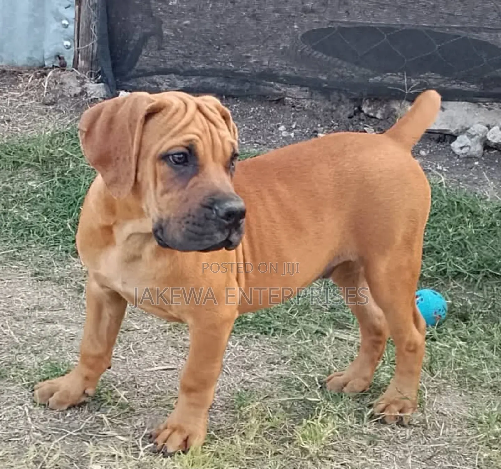 1-3 months Male Purebred Boerboel
