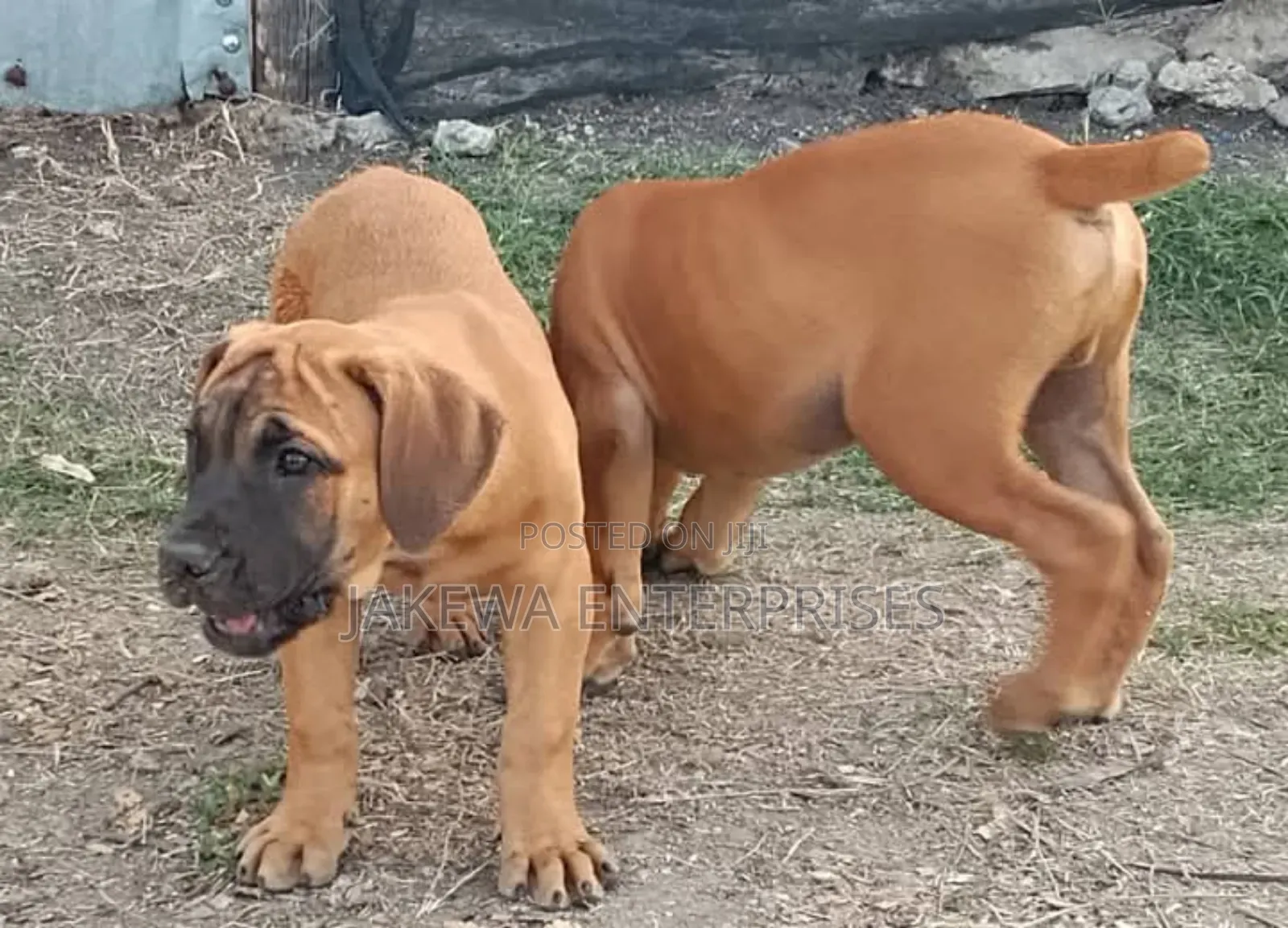 1-3 months Female Purebred Boerboel