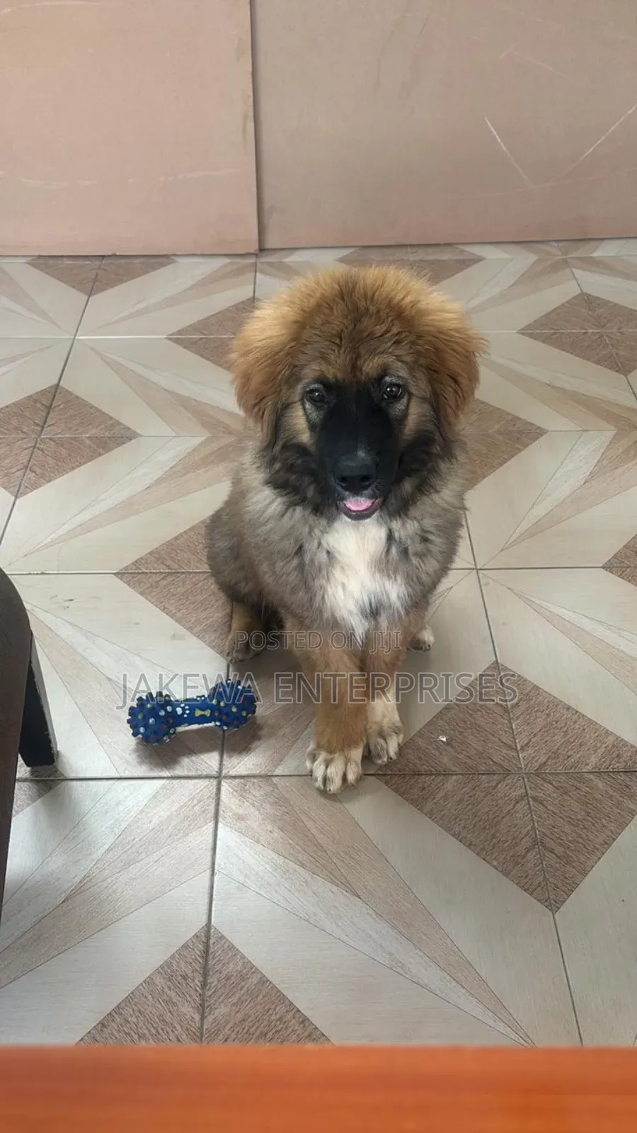 1-3 months Male Purebred Caucasian Shepherd