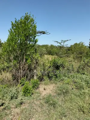 Land 1 Acre Airstrip