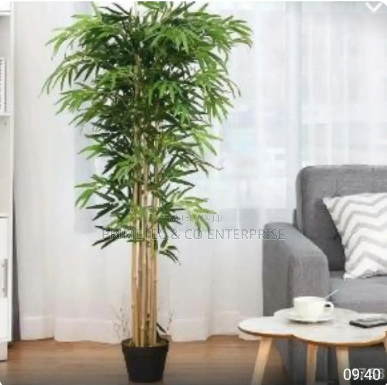 High Quality Potted House Tree