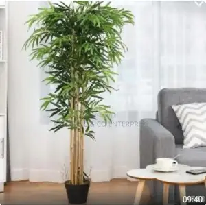 High Quality Potted House Tree