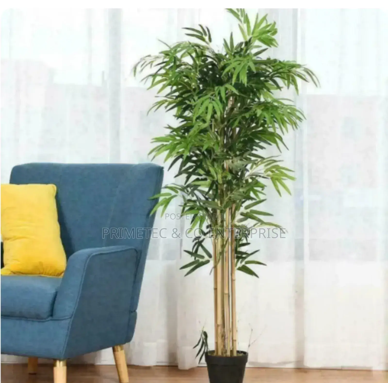 High Quality Potted House Tree