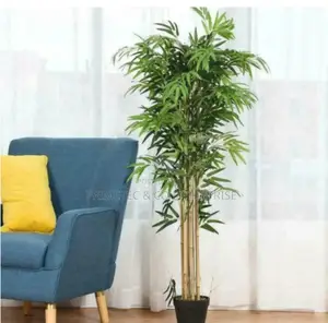 High Quality Potted House Tree