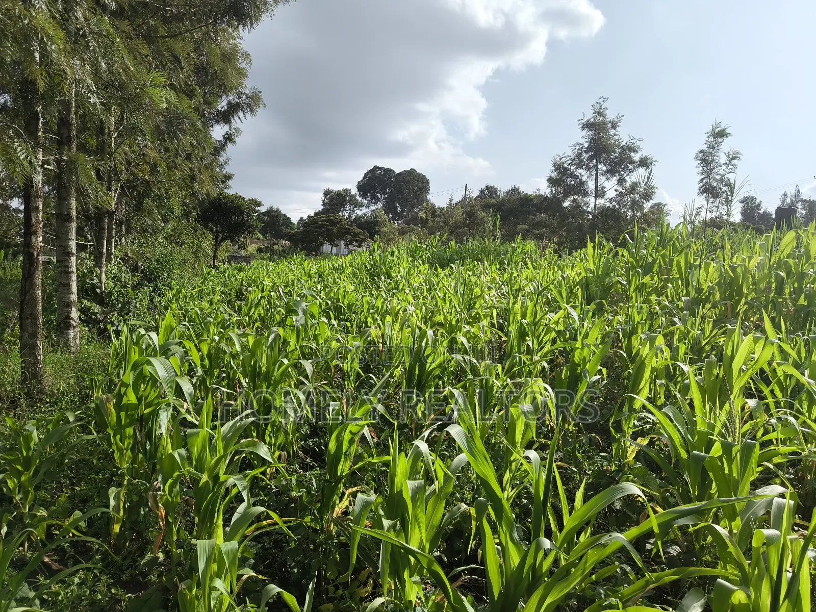 Quarter Acre Plot in Ngong, Ol Keri 50 Meters From Tarmac