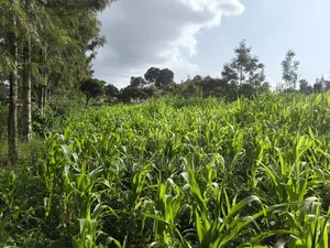 Quarter Acre Plot in Ngong, Ol Keri 50 Meters From Tarmac