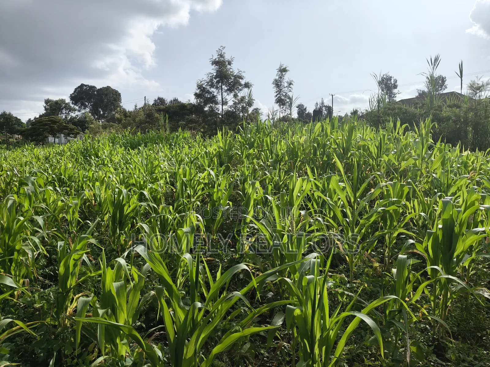 Quarter Acre Plot in Ngong, Ol Keri 50 Meters From Tarmac