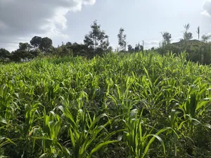 Quarter Acre Plot in Ngong, Ol Keri 50 Meters From Tarmac