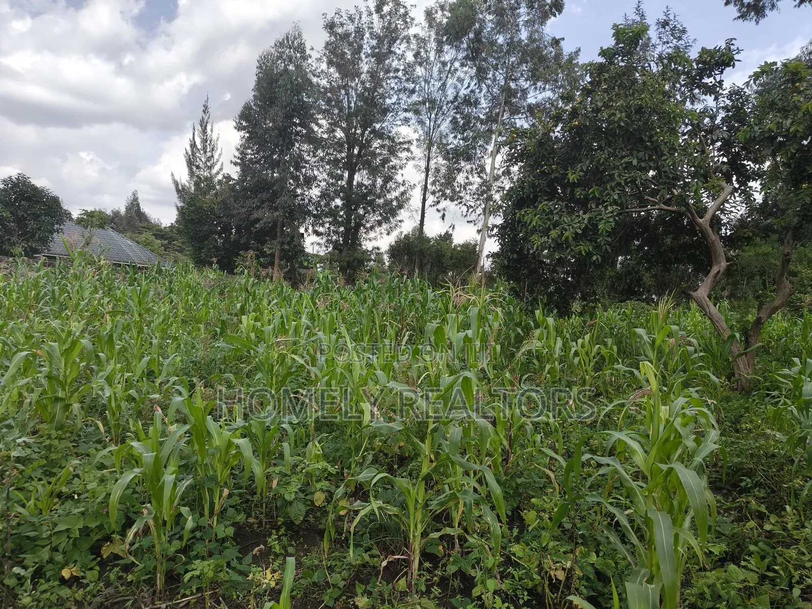 Quarter Acre Plot on Sale in Ngong, Ol Keri With a Good View