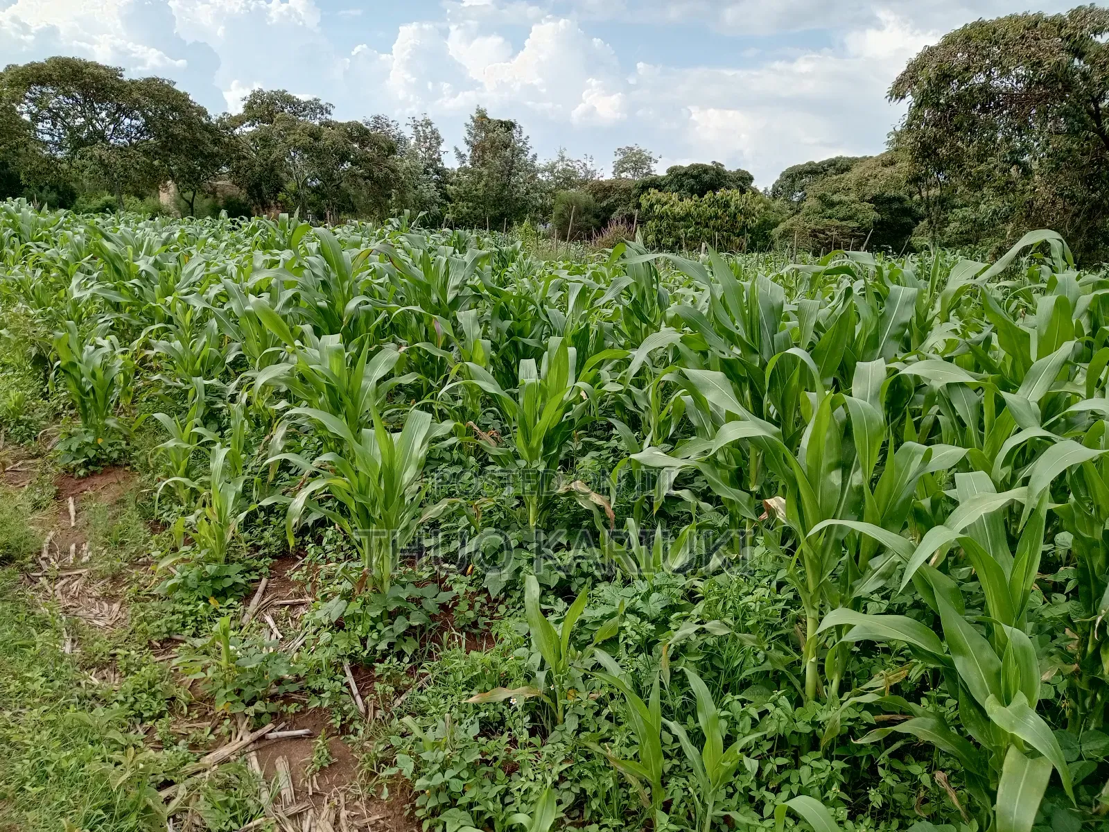 Prime Plots for Sale