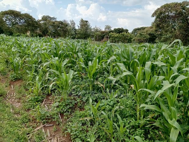 Prime Plots for Sale - thumbnail 9