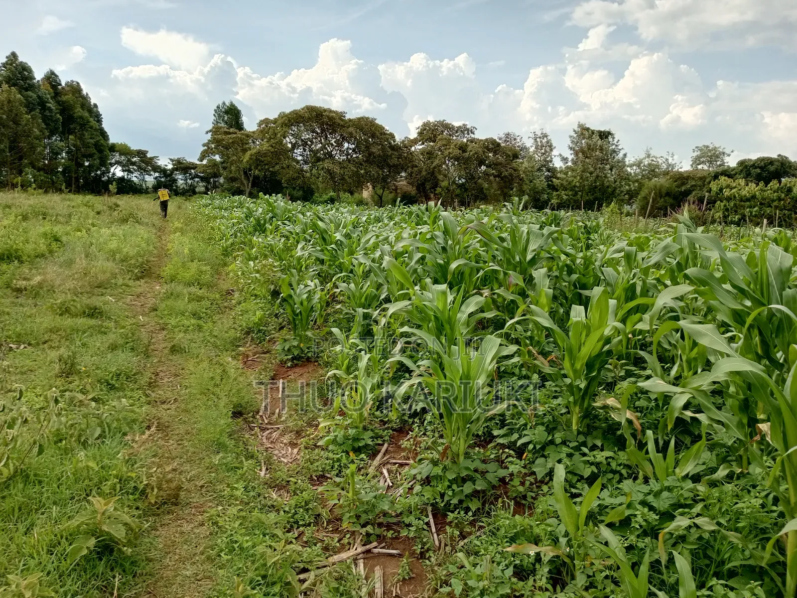 Prime Plots for Sale