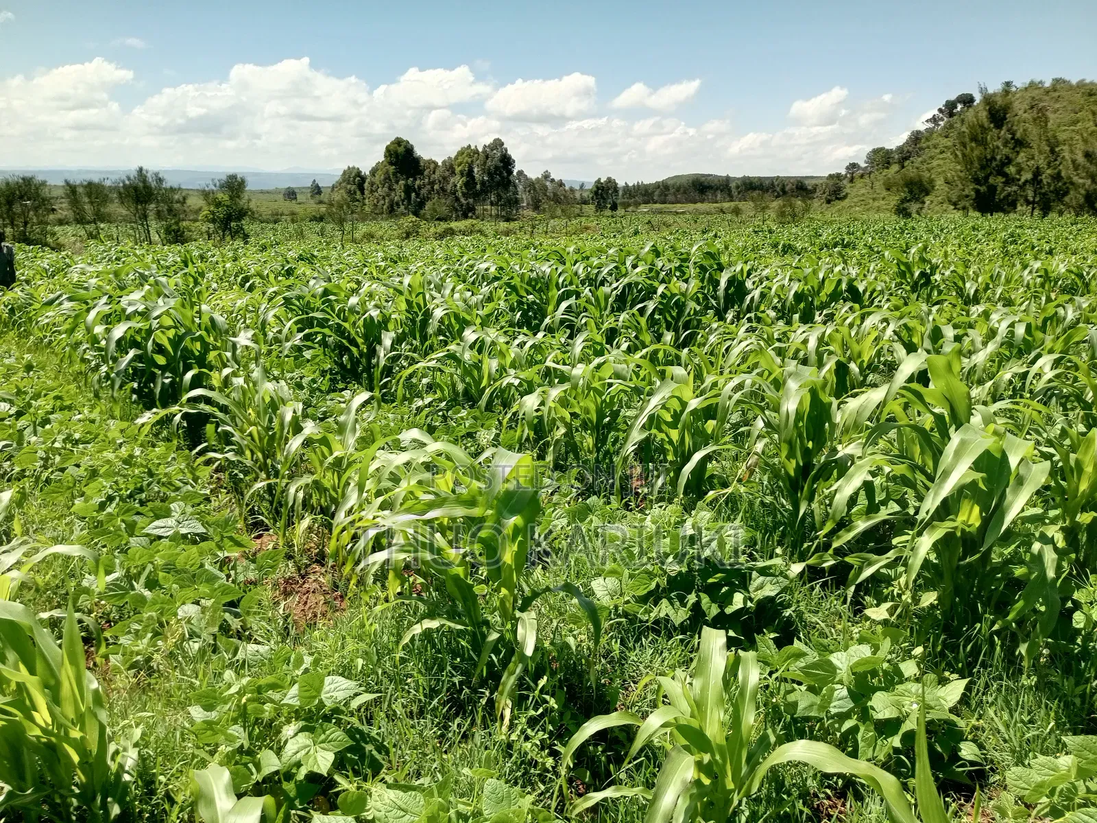 Prime Plots for Sale